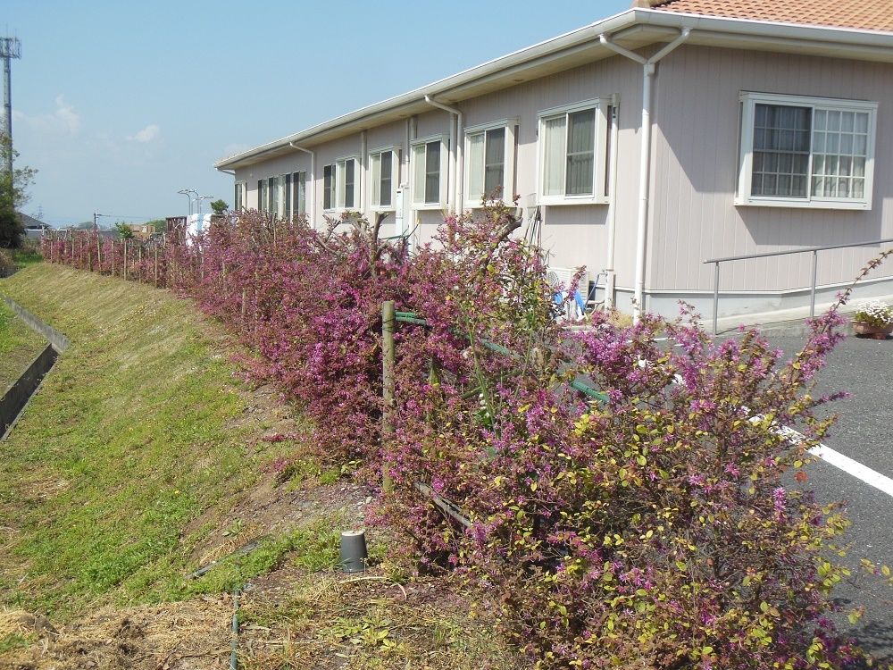 紫の花が咲いた生垣の右側にホームの建物が、左側には草が生えた斜面がある。