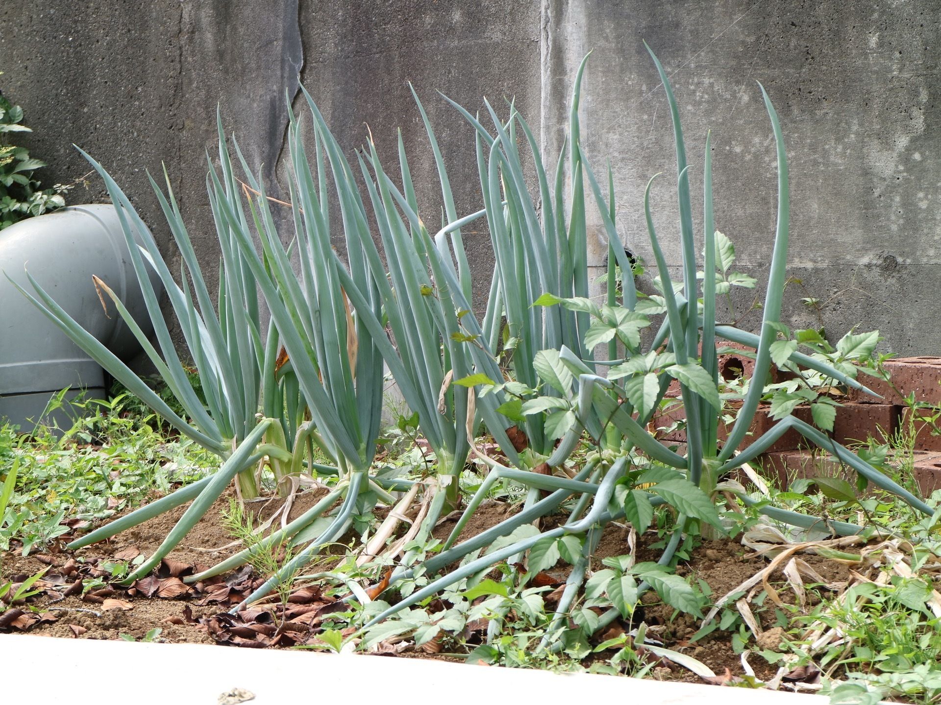 屋外にはちょっとした畑があり、数株のネギなどを栽培している。野菜の成長を日々観察して、収穫という目標に向かって生活できる。