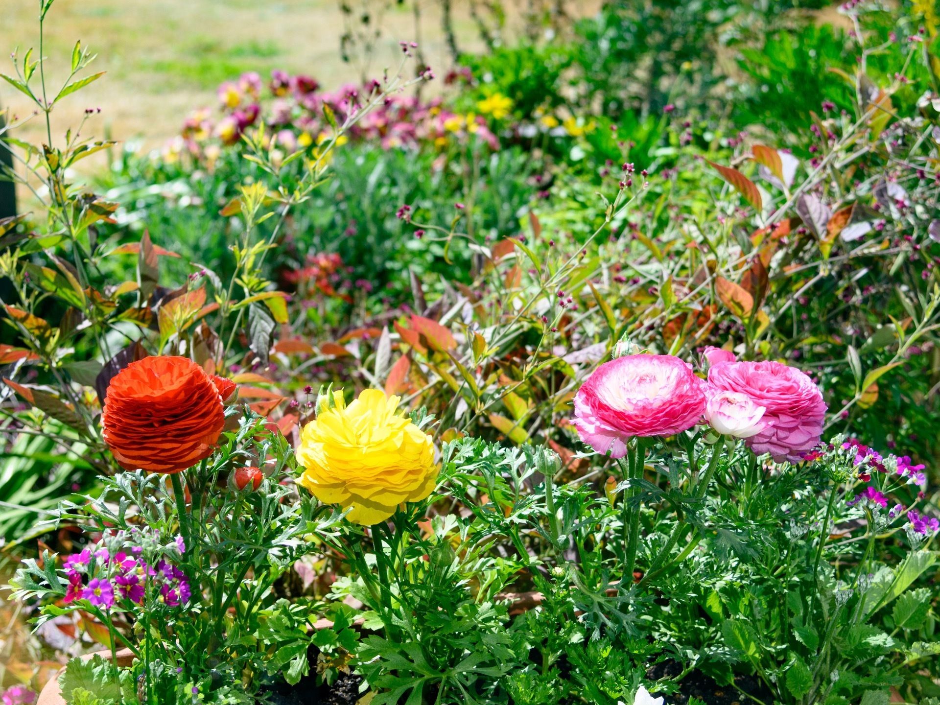花壇にはさまざまな草花が植えられている。赤や黄色、ピンクの花々が太陽の光を浴びてきれいに咲いている。