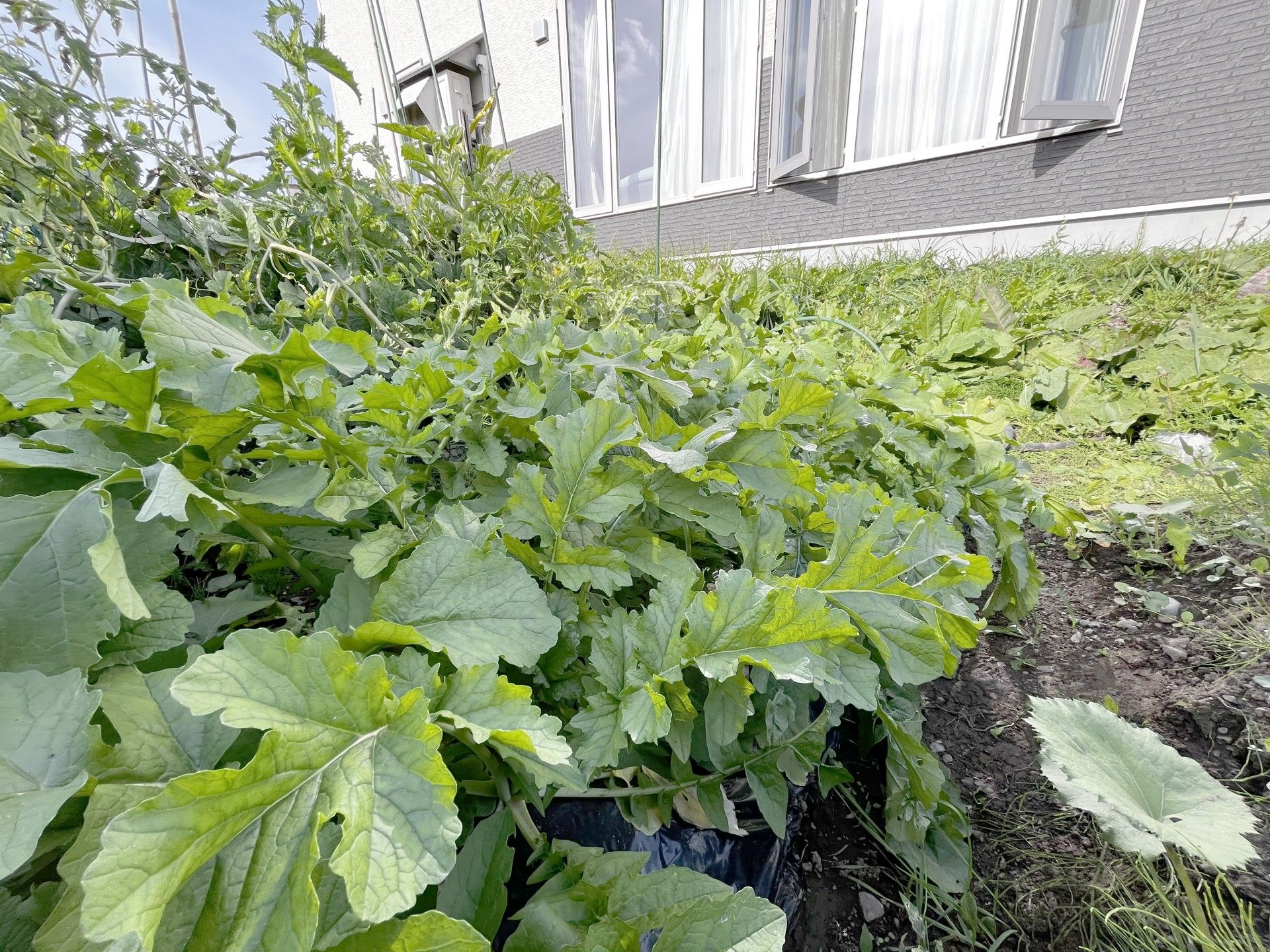 緑豊かな庭の風景