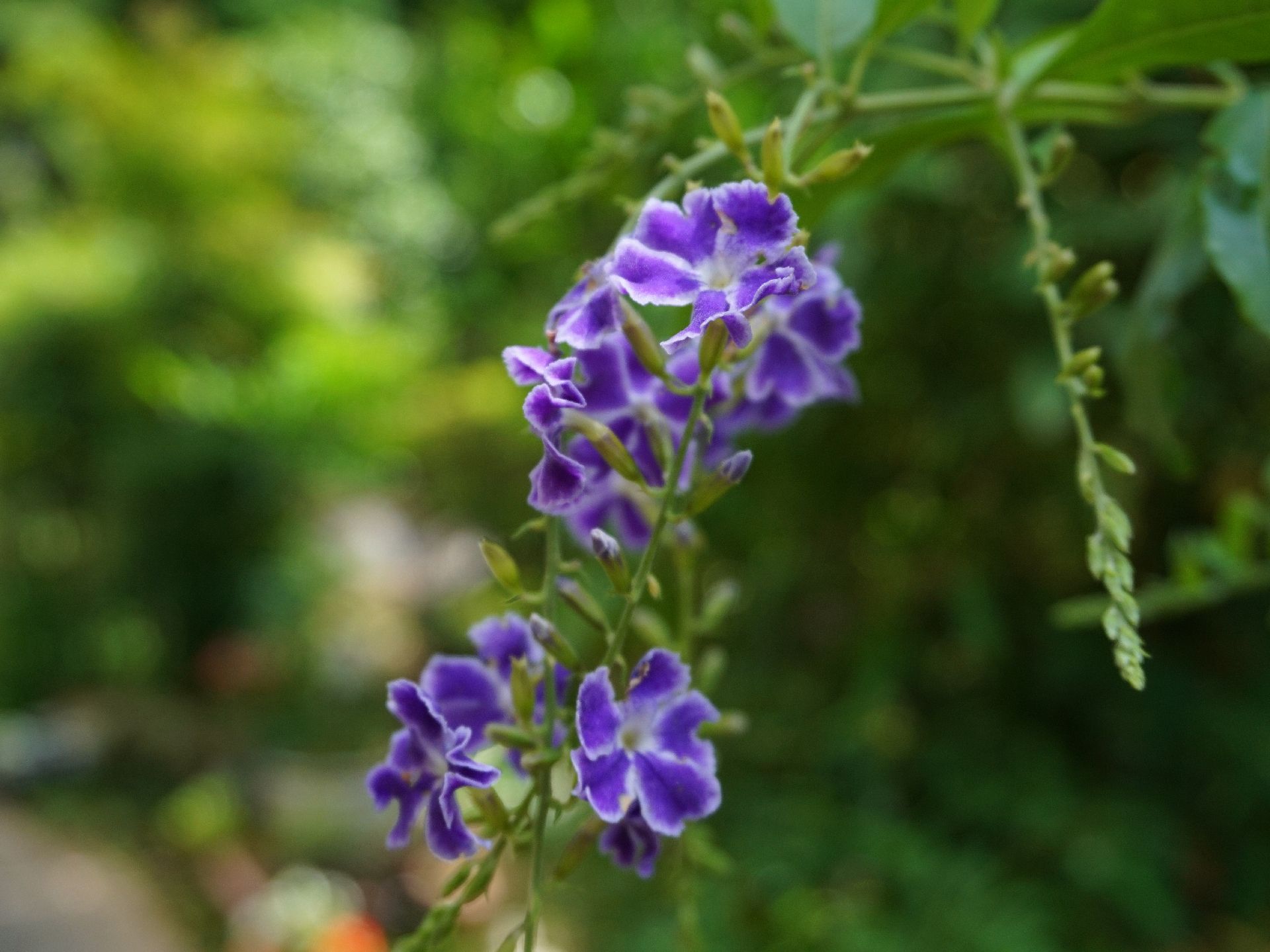 中庭に植えられていて、毎日入居者の目を楽しませている花