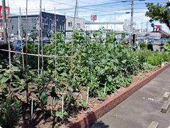 ナスなどの夏野菜がたくさん植えらた畑は駐車場の一角にあり、支柱がたくさん設置されている。ホームの周りにはたくさんの建物がある。