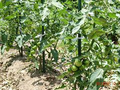 夏野菜が植えられた畑。トマトの実などはまだ青く、熟れてはいない。草などはあまり生えておらず、手入れが行き届いている。