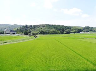 奥には山々が、手前には青々とした田んぼが広がっている。