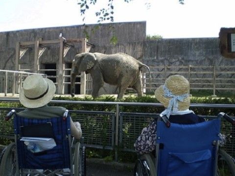 動物園で象をご覧になっている2名の車椅子をご利用の方