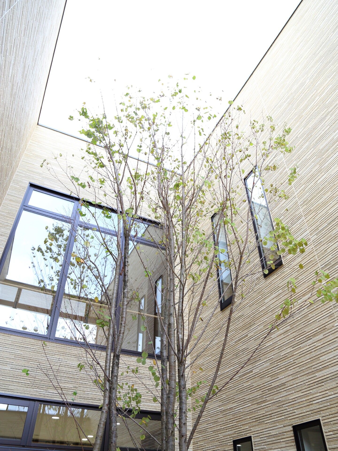 建物の中央部分には中庭のようなスペースがあり、大きなシンボルツリーが植えられている。細い幹の木には小さな薄緑色の葉がたくさんついている。