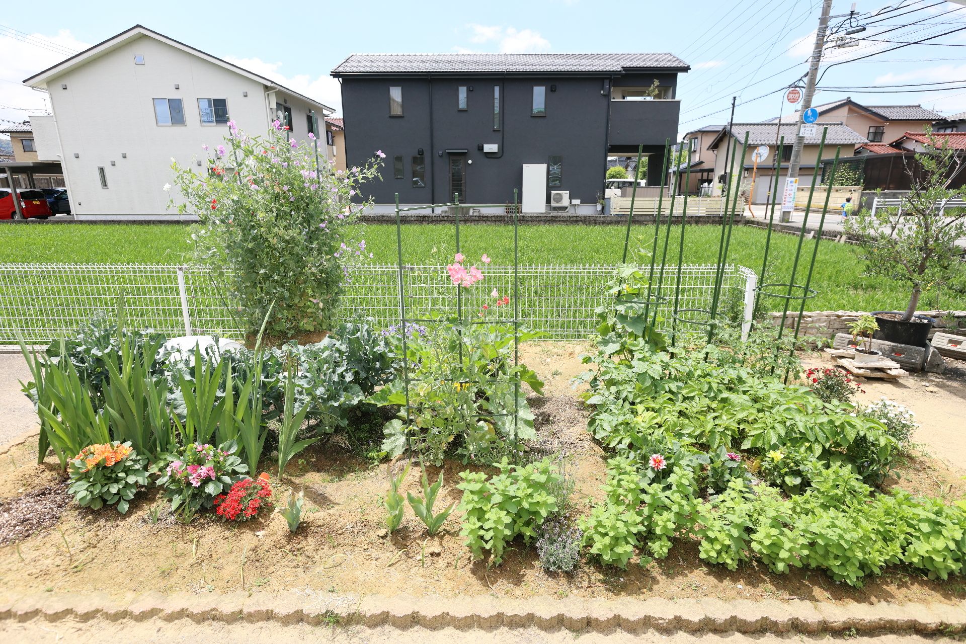 施設の近くに植えてある植物