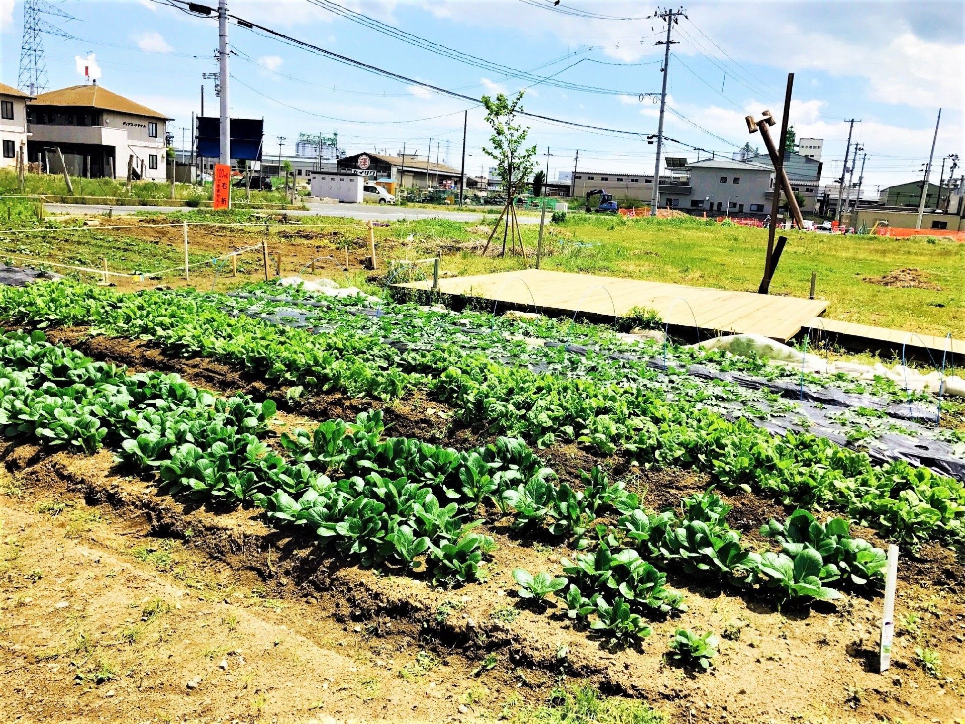 周辺には住宅があり、広い敷地内にはたくさんの野菜が植えられている。
