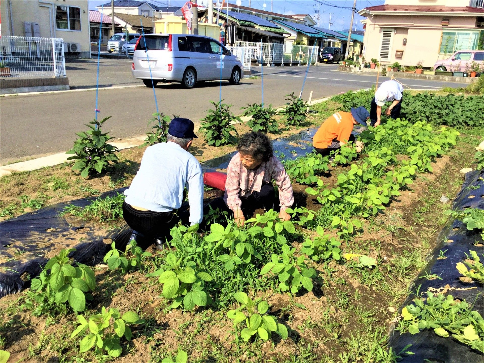 たくさんの夏野菜が育っている畑で帽子をかぶったりタオルをかけたりした入居者がスタッフと作業をしている。