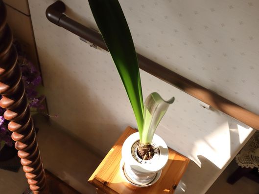 観葉植物