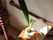 壁には手すりが設けられており、その前には植物が木製の台に置かれている。長い緑色の葉が2枚伸びている。