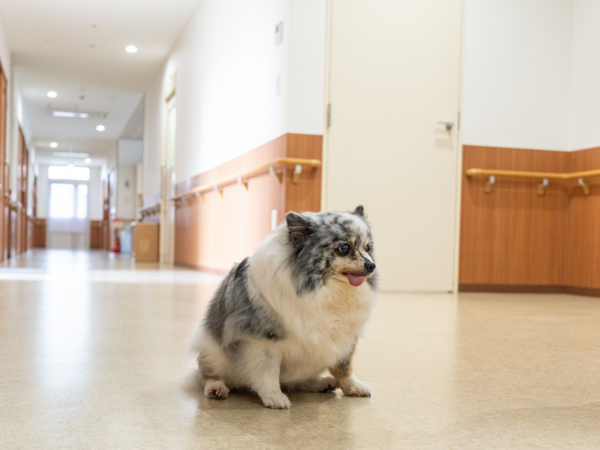 廊下にいる小型犬