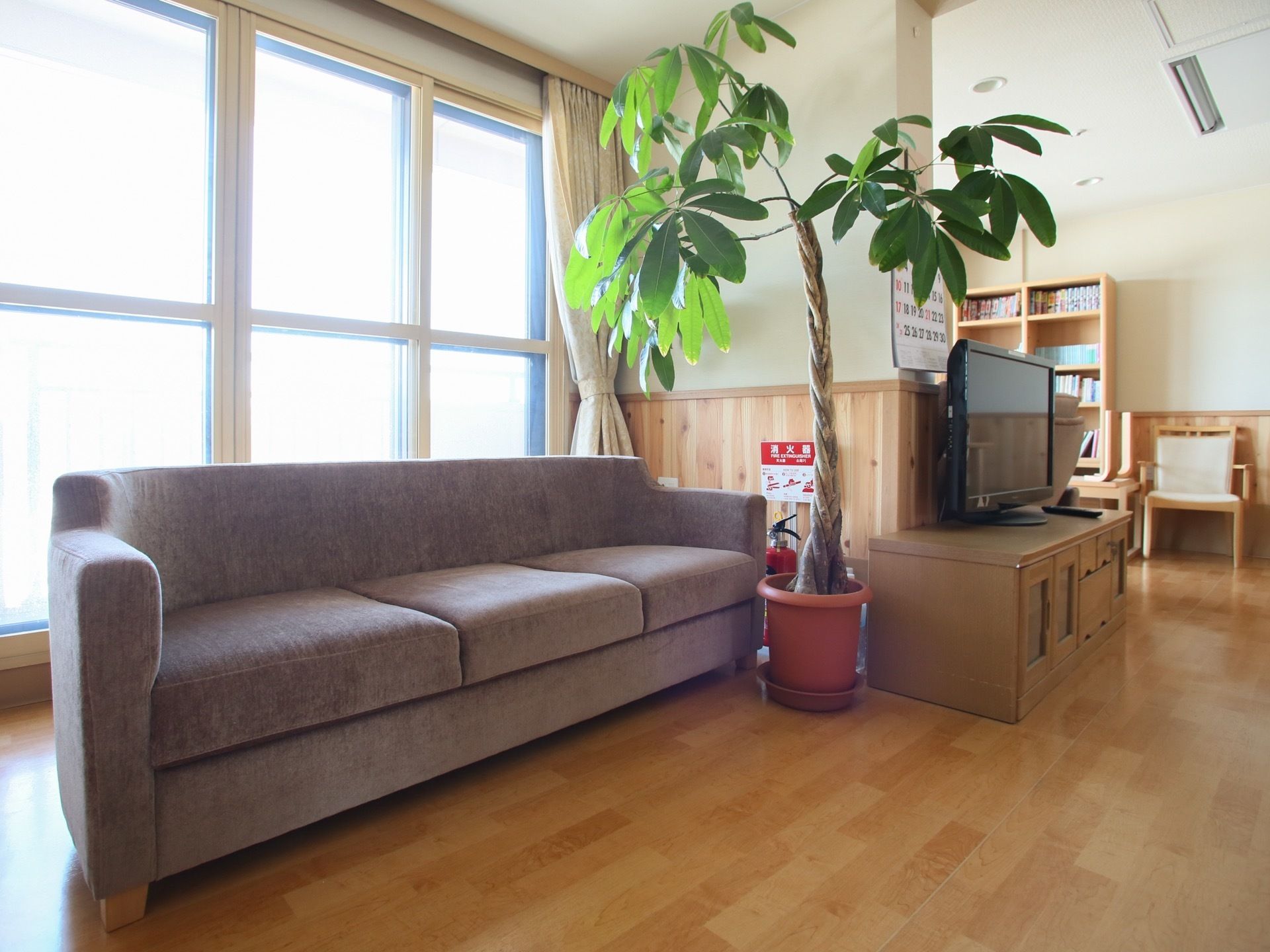 テレビ台の近くには、大きな観葉植物が１つ置いてある。３人掛けのソファが側にあり、窓の側に設置されている。