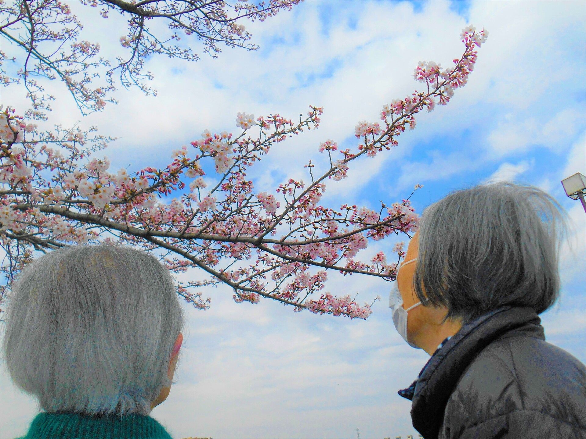 桜の花を眺めている施設内の高齢者の様子。外出イベント時のスナップ