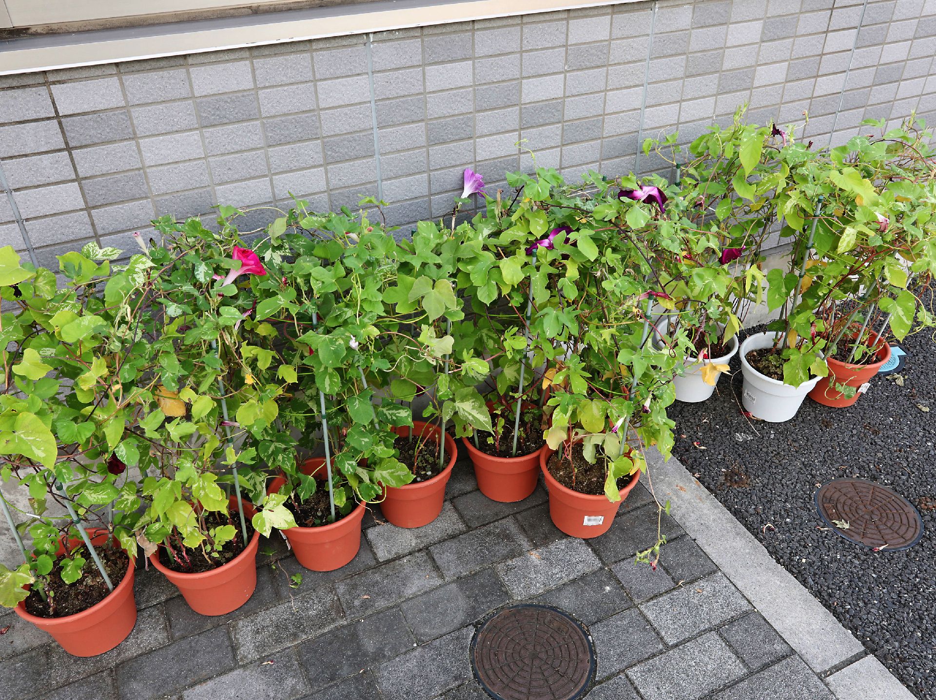 鉢植えが飾られている施設の外観