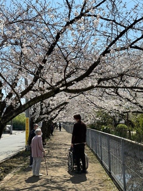桜並木の散歩道