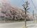 桜並木の散歩道
