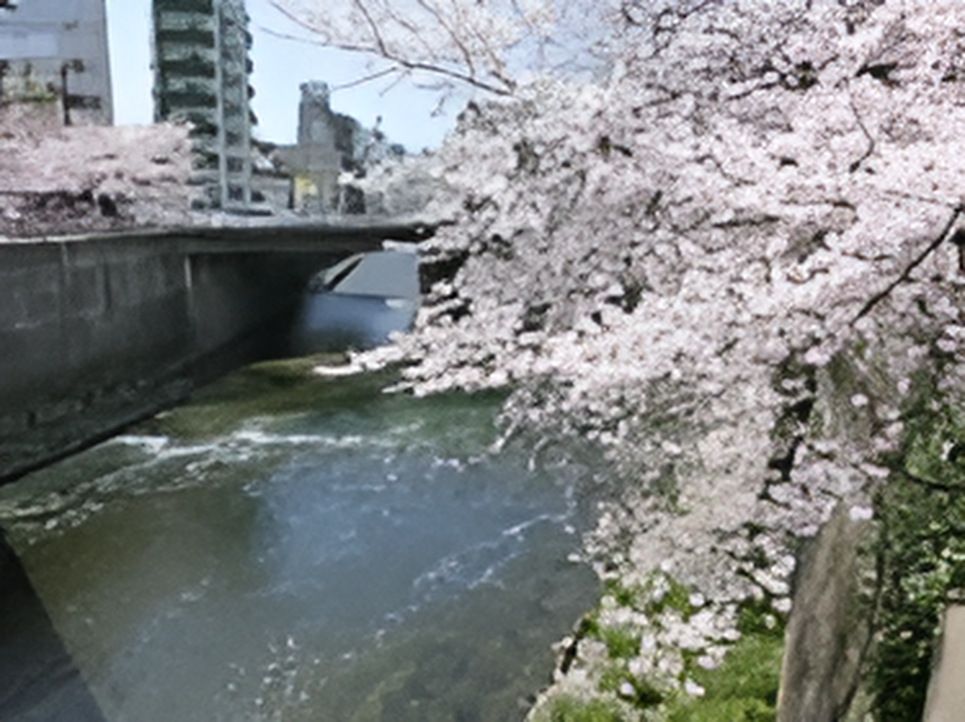 大きな川が流れていて、奥にはビルが建ち並んでいる。手前には大きな桜の木があり、花が満開。