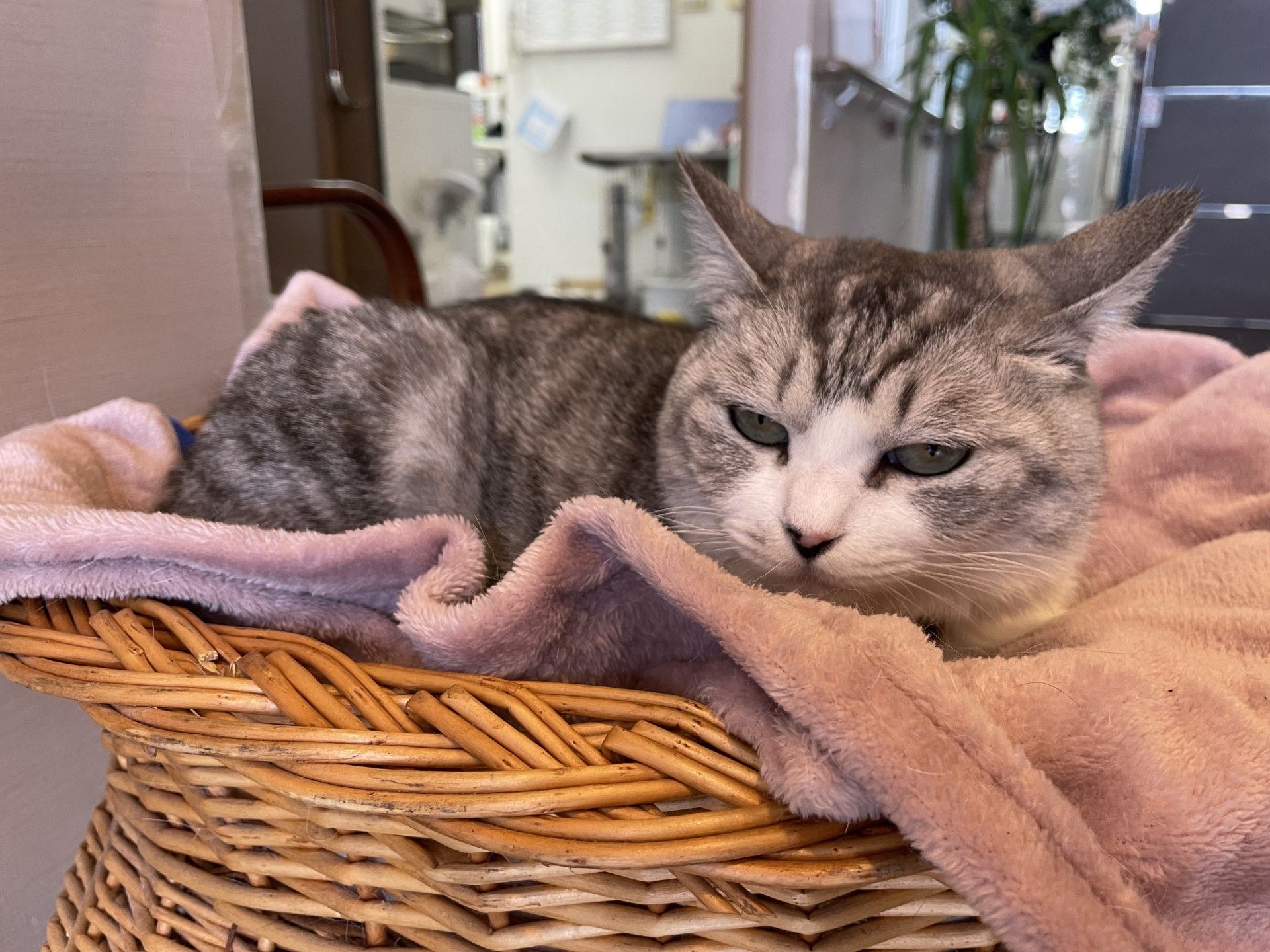 猫がくつろぐ籠の中