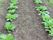 緑のは野菜がきれいに植えられている広い畑。葉が開いている。小さな草はあるが、土の色が濃く、栄養を含んでいそうな色をしている。