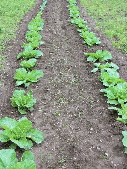 きれいに整備された畑には緑の葉物野菜が植えられている。葉は少し開き気味だが、草もきれいに取られている。