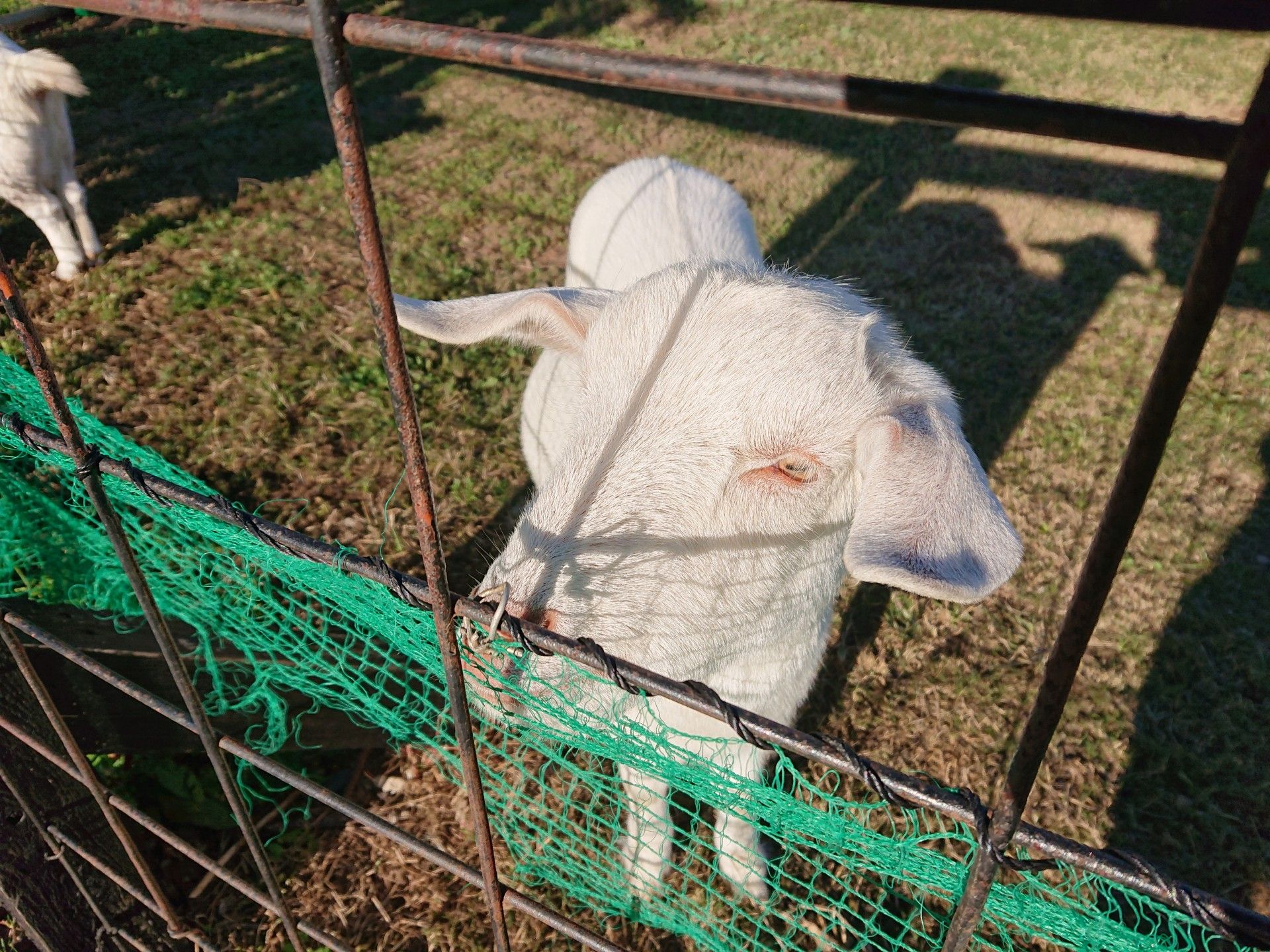やさしい動物とのふれあい