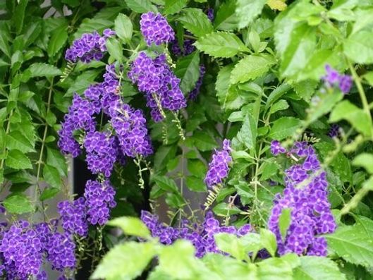 デュランダの花