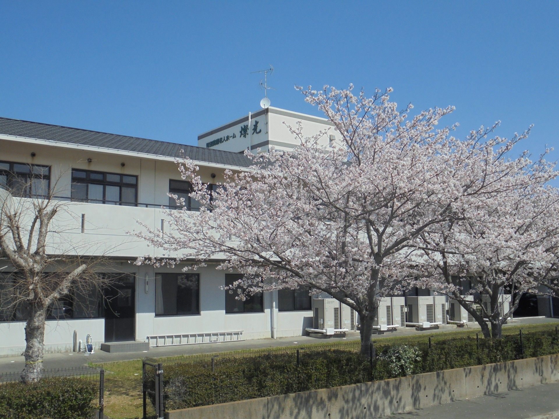 桜が咲く建物の外観