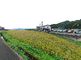 田園風景が広がる静かな通り