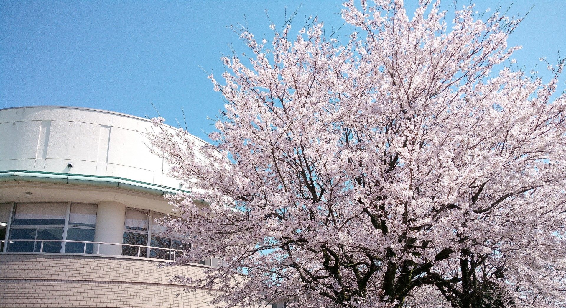 桜と建物の春景色