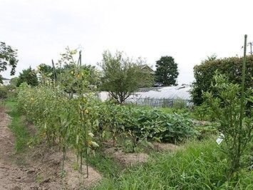 たくさんの野菜が植えられた畑には大小の木も植えられている。よく手入れが行き届いた畑。