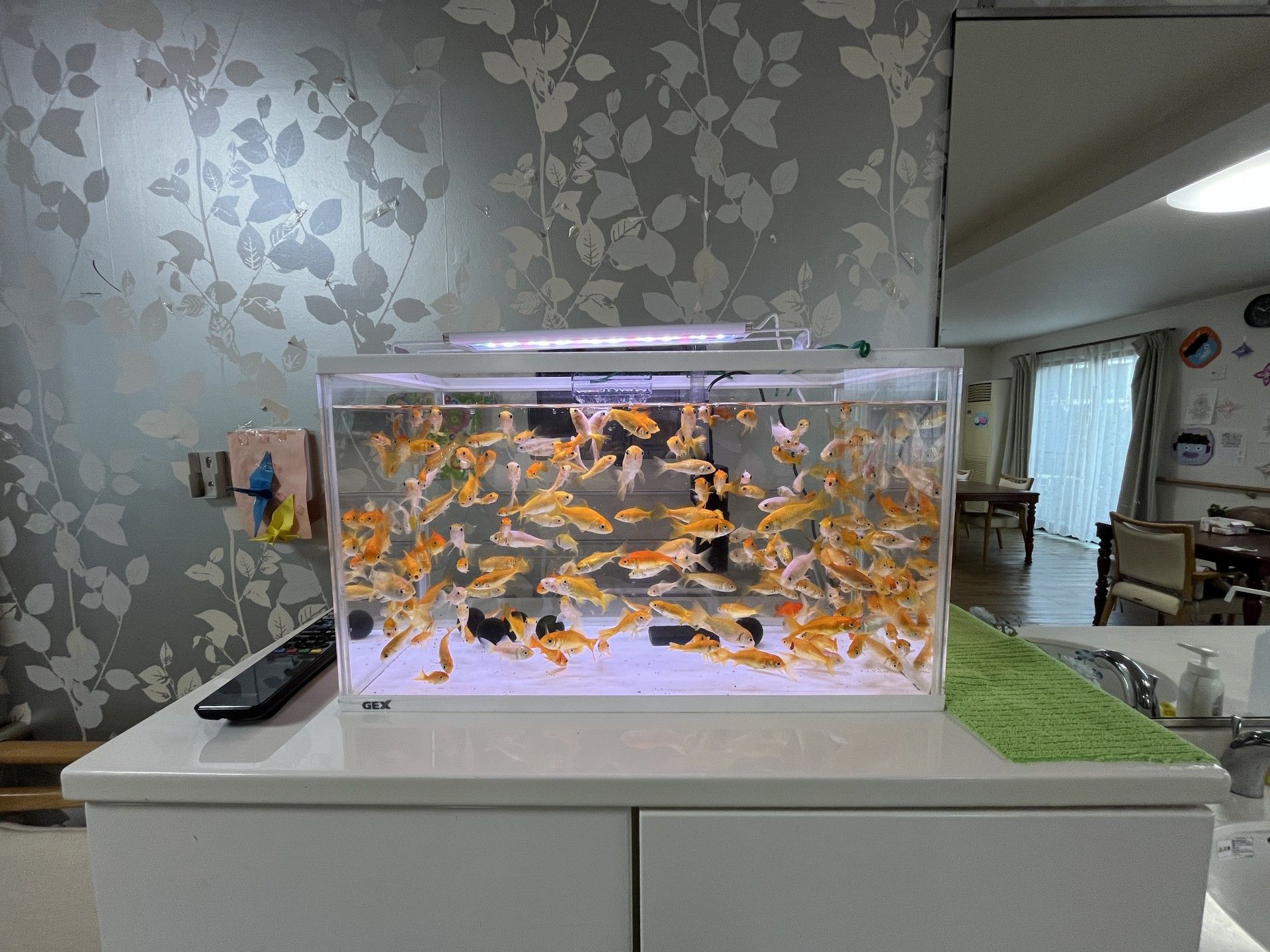 金魚が泳ぐ水槽