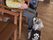 犬と交流する様子の椅子