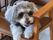 椅子に座る犬