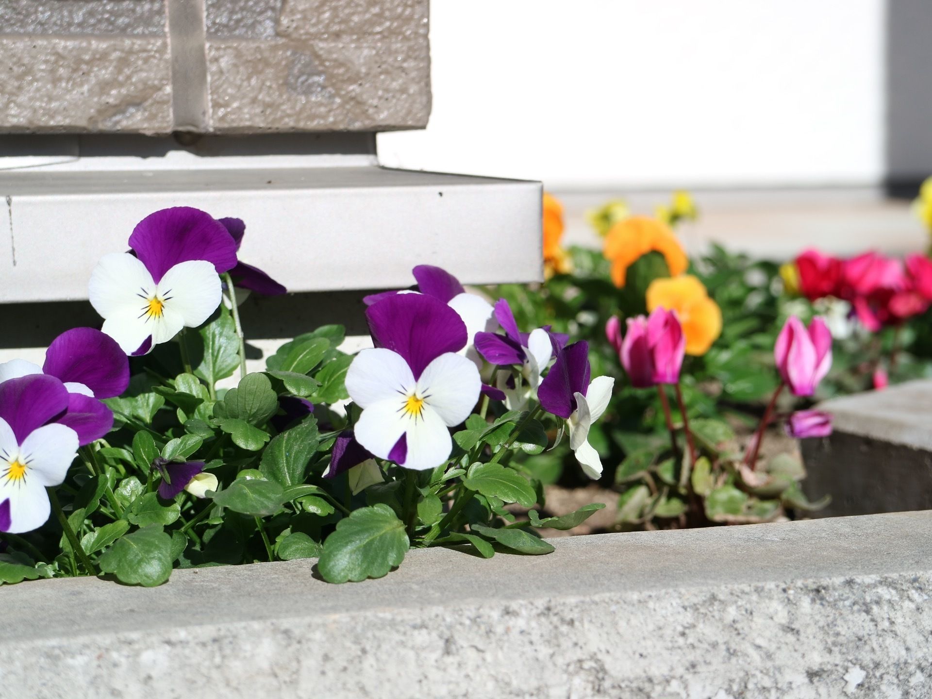 建物の周りに花が植えられている。石で囲われた花壇となるよう綺麗に整備されており、華やかな演出となっている。