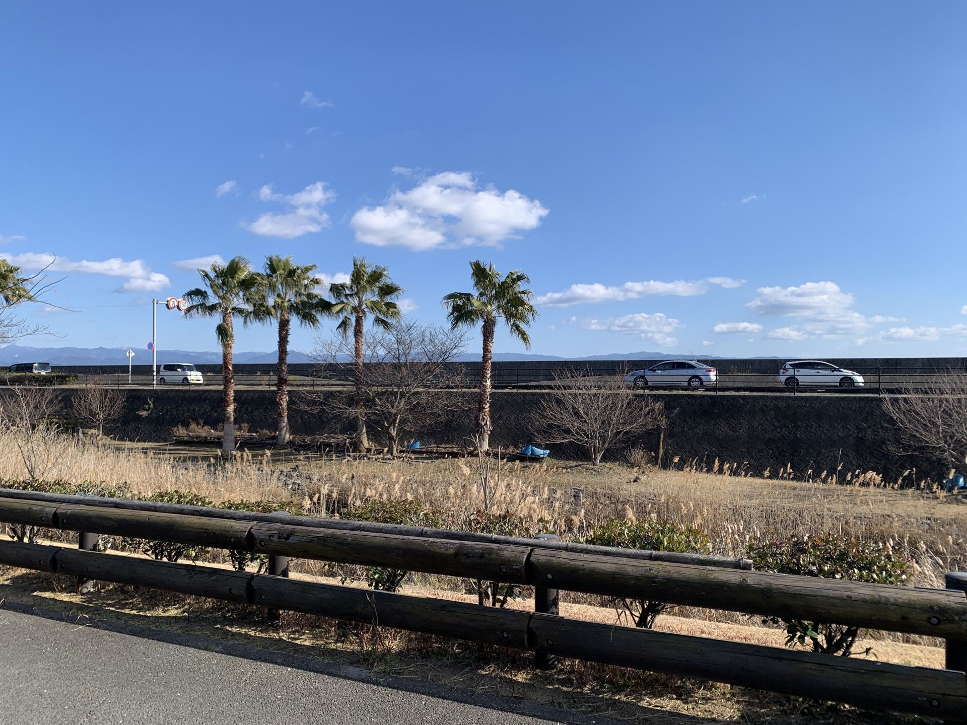 青空とヤシの木の風景