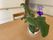 紫の花が咲く植物とテーブル