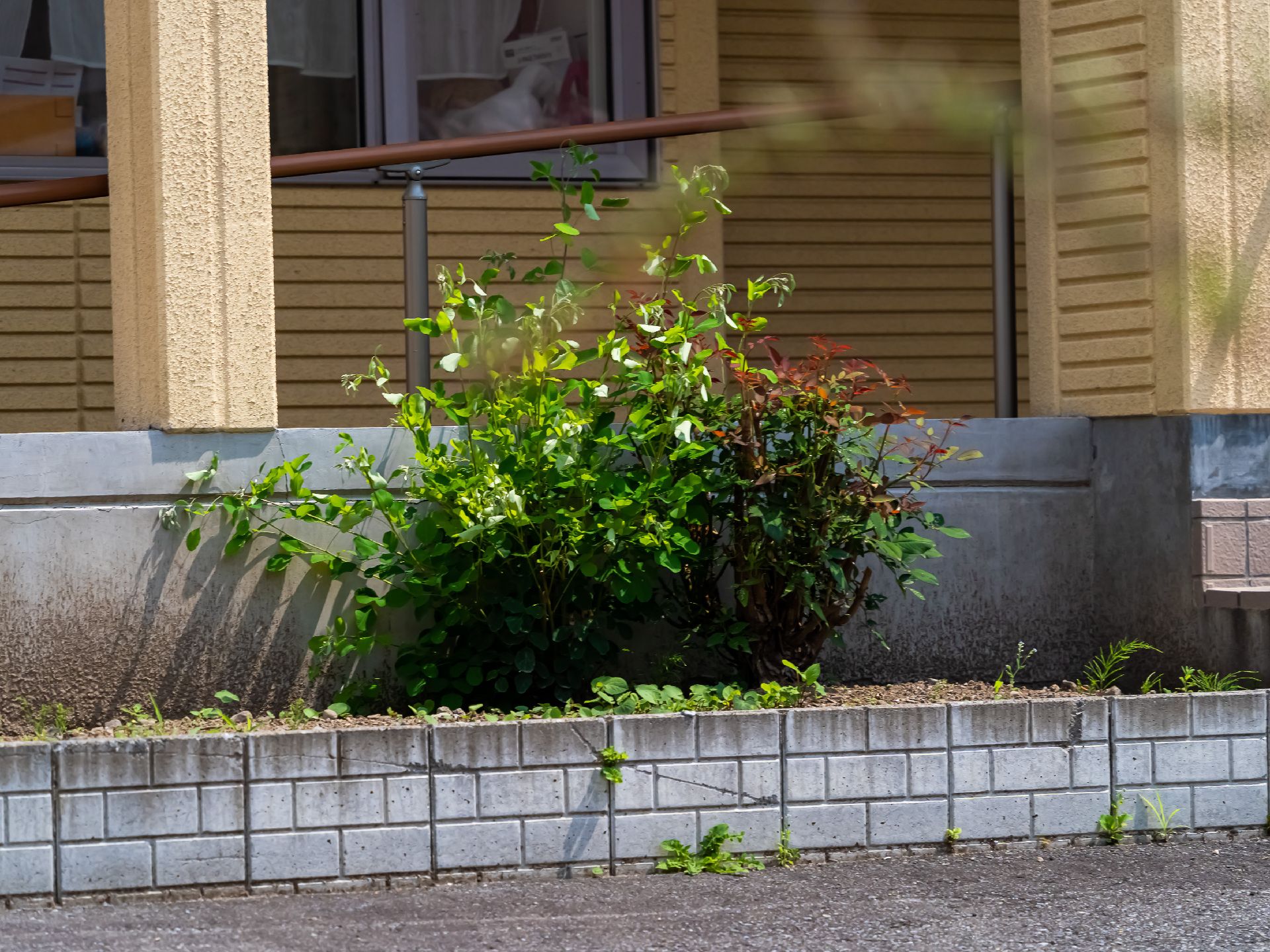 玄関に植えられている植物