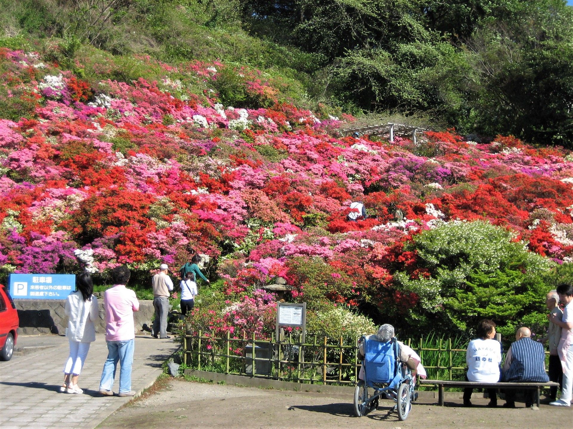 つつじがきれいに咲き誇る公園内をたくさんの見物客が歩いている。