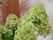 季節を代表する植物が元気よく育っている。その奥の方には細かな枝葉が茂った赤茶色の植物が置かれている。