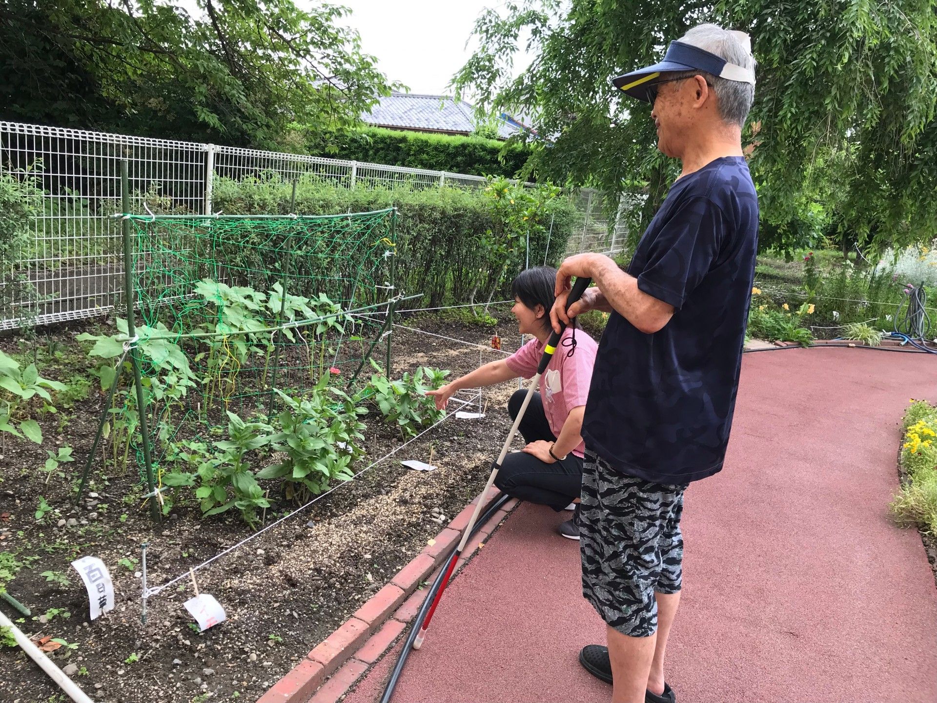 畑で野菜作り