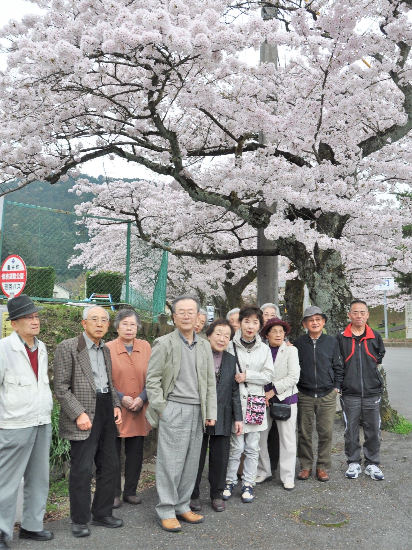 桜の木の下でほほ笑んでいる高齢者の様子。満開に咲いた桜が印象的な写真