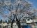 白い梅の花が満開に咲く大きな木がある公園にはブランコなどが置かれている。