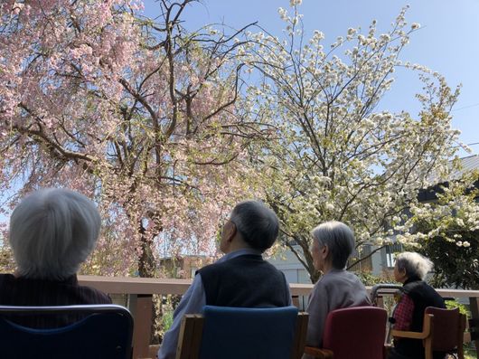 桜鑑賞する様子