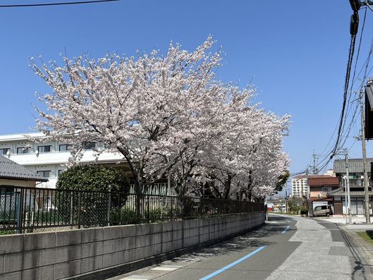 敷地内の桜
