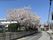 桜並木のある通り