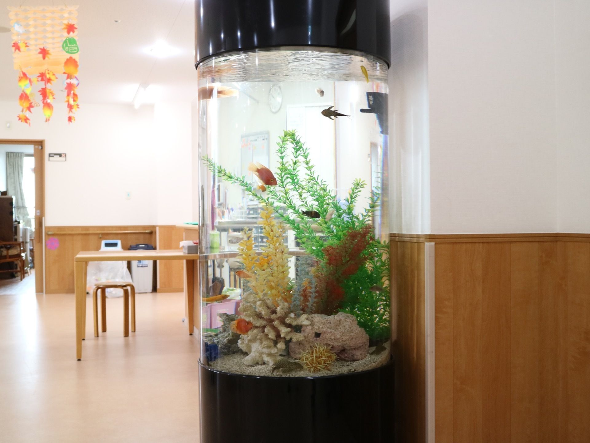 円柱形のガラス製水槽である。石や水草がレイアウトされており、さまざまな種類の淡水魚が泳ぎ回っている。