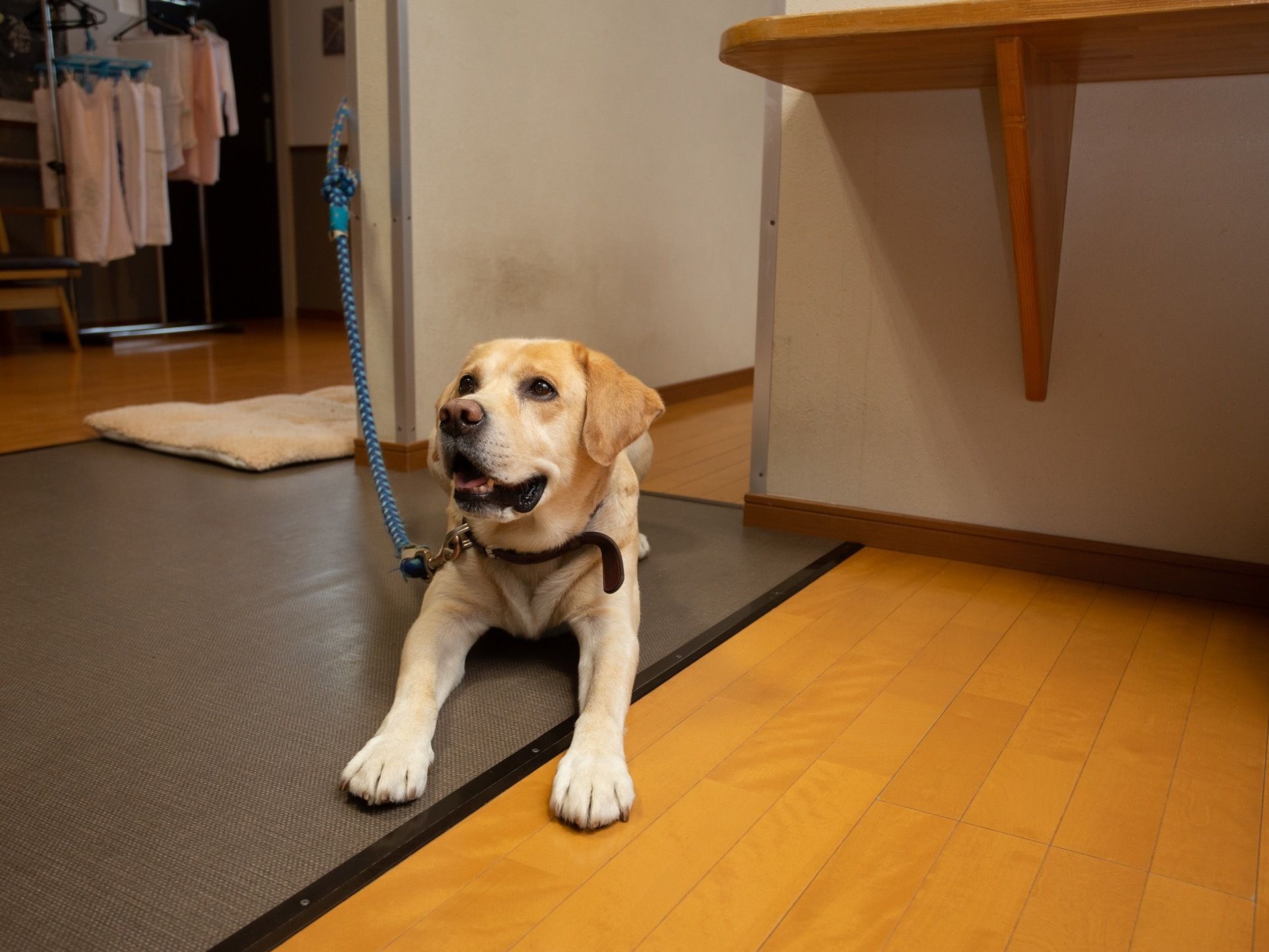 壁から伸びる青いひもの首輪を付けた犬が、床に四つん這いになって上を見上げている。奥には洗濯物が干されている。