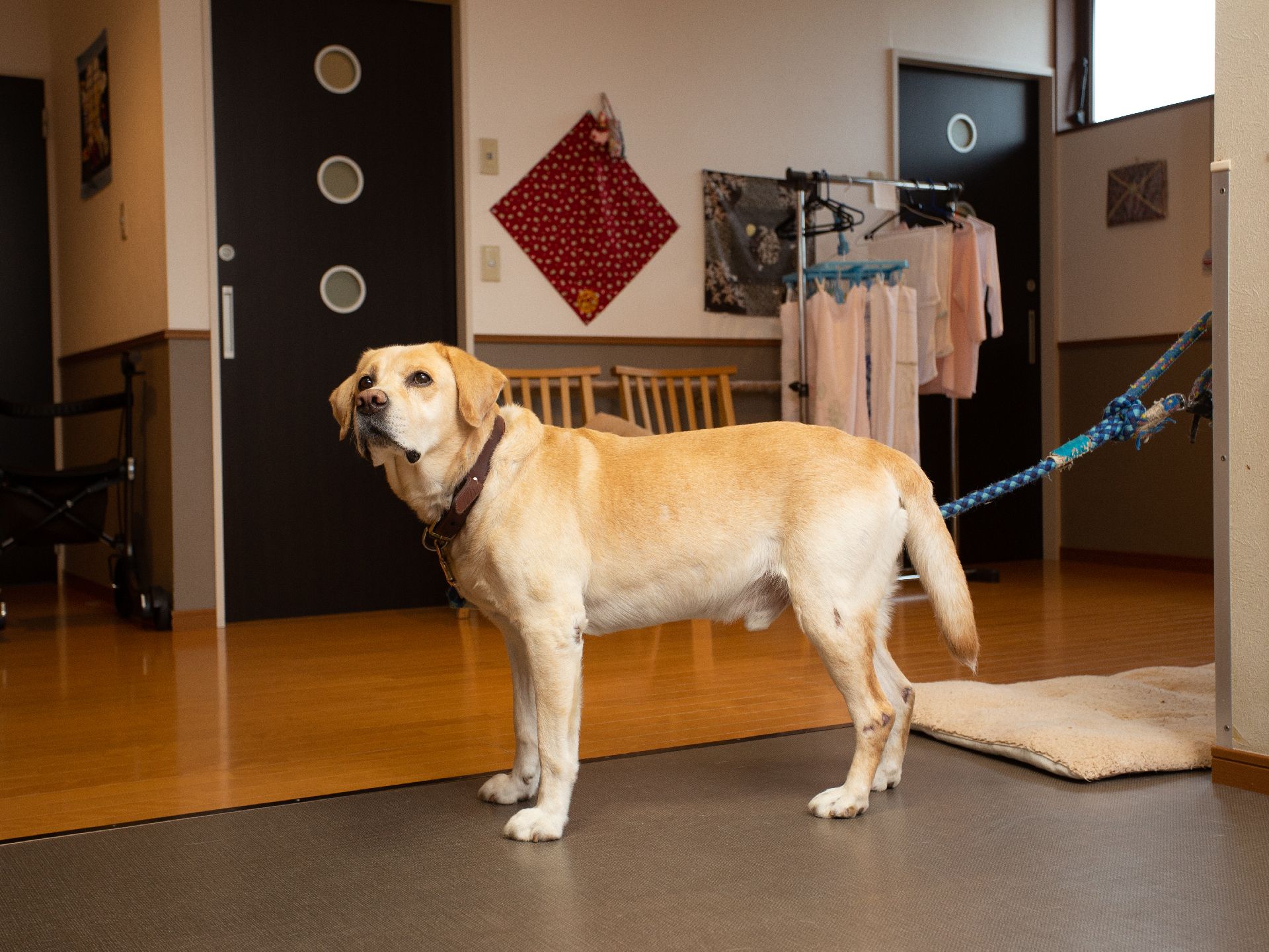 入居者様も触れ合うことができる、施設で飼われているペットの犬