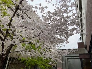 桜が咲くエントランス